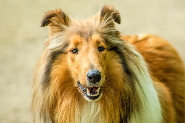 Amerikai Collie Kutya Lövés Közelről — Stock Fotó