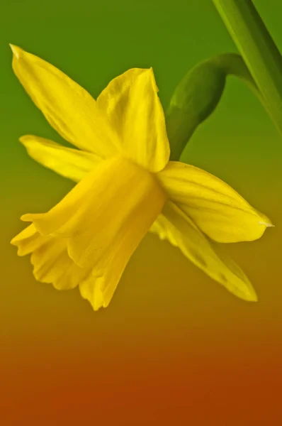 Цветок Нарцисса Закрывается — стоковое фото