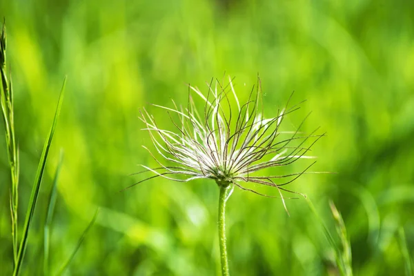 美しい花のショットを閉じる — ストック写真