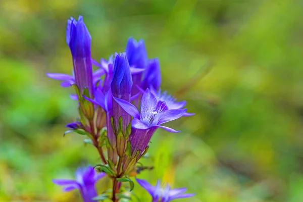 Красивые Фиолетовые Gentianella Germanica Цветы Растущие Лугу — стоковое фото