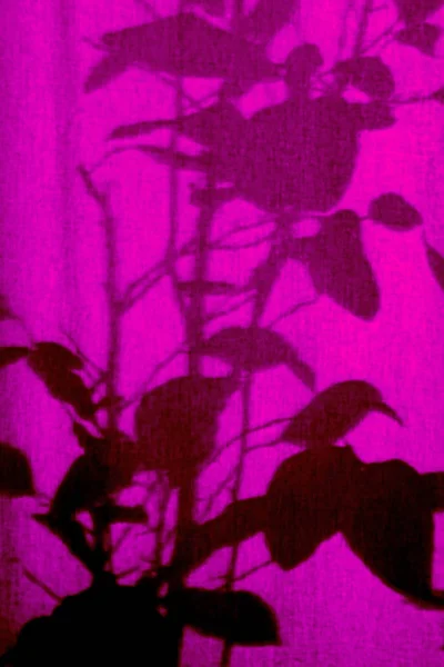 Shilouette Plants Curtain — стоковое фото