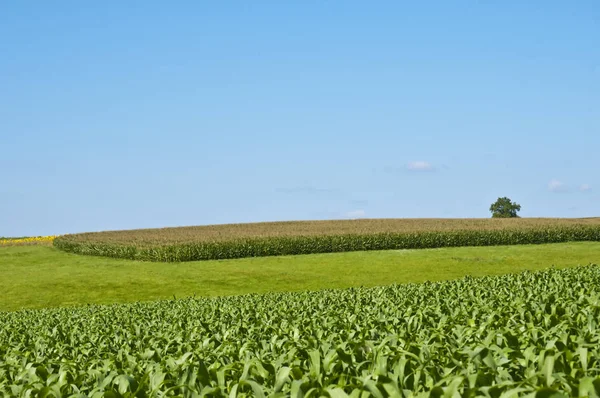 Снимок Дня Кукурузном Поле — стоковое фото