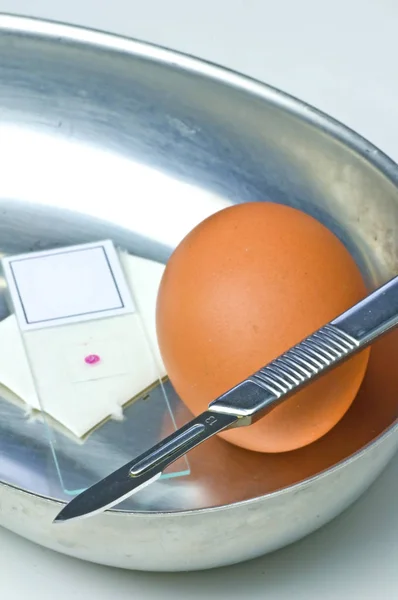 Καφέ Ψήσιμο Αυγό Νυστέρι Και Μικροσκόπιο Γυάλινο Πλακίδιο Στο Εργαστήριο — Φωτογραφία Αρχείου