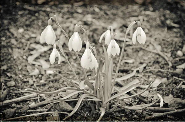 Flores Gota Neve Perto Tiro — Fotografia de Stock