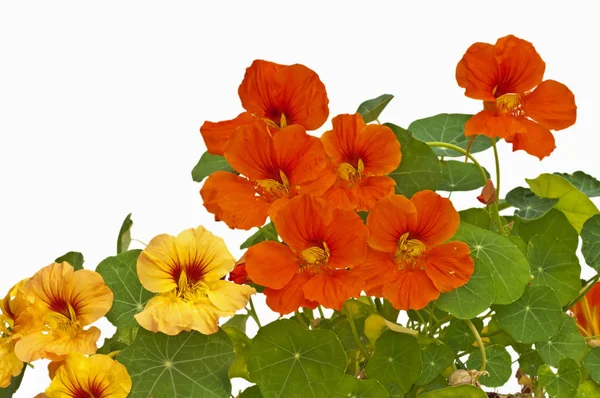 Virágos Háttér Virágokkal — Stock Fotó