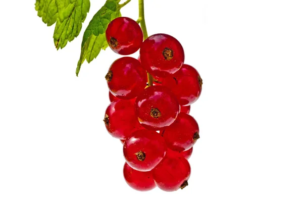 Close Photo Fresh Raw Red Currant Berries — Stock Photo, Image