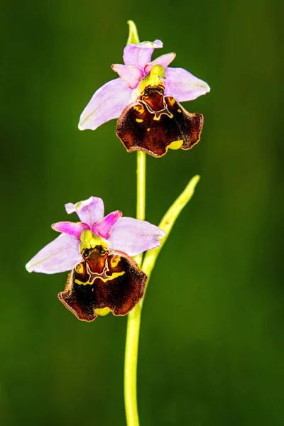 Gros Plan Floraison Belles Fleurs Orchidée Extérieur — Photo