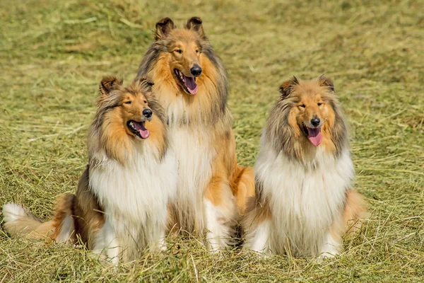 Collie Psy Bliska Strzał — Zdjęcie stockowe