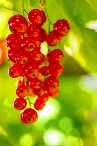 Close Photo Fresh Raw Red Currant Berries — Stock Photo, Image