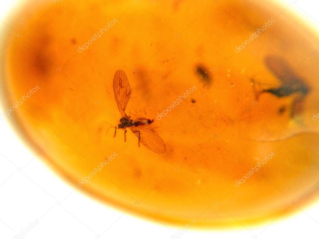 Amber With Embedded Insect close up shot