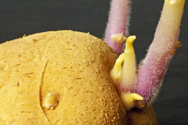 Patates yakın çekim yukarı