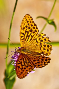 Gümüş yıkadım fritillary, argynnis paphia