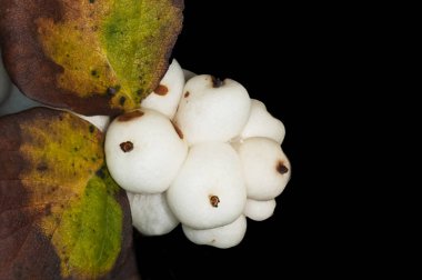 organik ve sağlıklı çilek yakın çekim fotoğraf