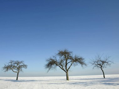 Mavi gökyüzü arka plan üzerinde karlı alan eski ağaçları fotoğrafı