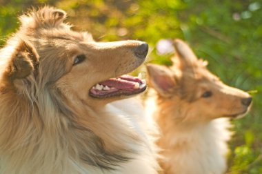 Collie köpekleri yakın atış 