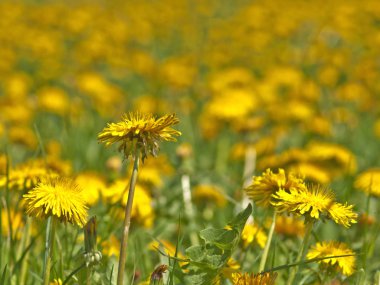 Çayır sarı karahindiba çiçekli