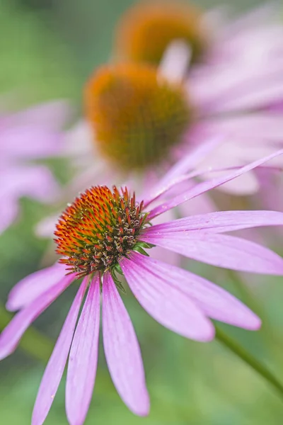 플라워 Echinacea Purpurea — 스톡 사진