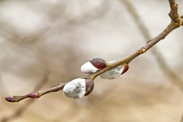 Willow Blossom Primer Plano Disparo —  Fotos de Stock