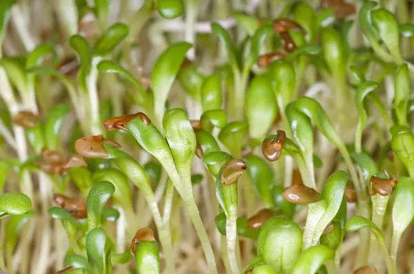 Spruiten Van Alfalfa Close Shot — Stockfoto