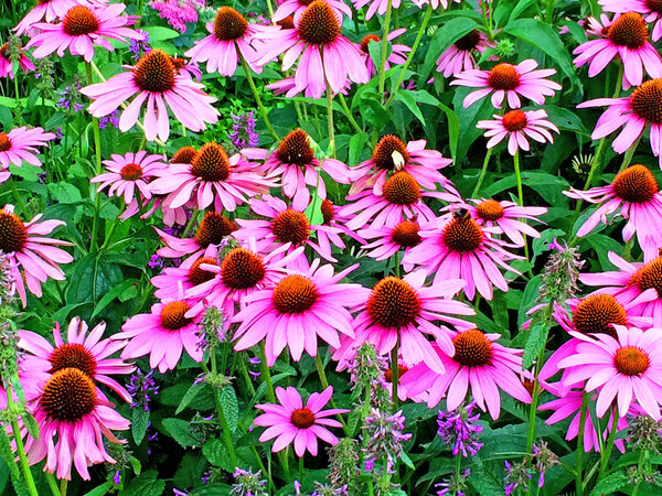 Цветок конуса, Эхинацея пурпурная
