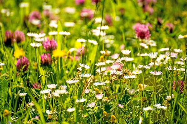 Louka Množstvím Barevných Květin — Stock fotografie