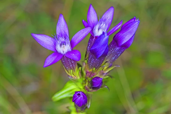 Красивые Фиолетовые Gentianella Germanica Цветы Растущие Лугу — стоковое фото