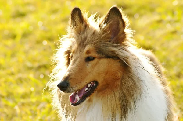 アメリカ Truebred コリー犬 — ストック写真