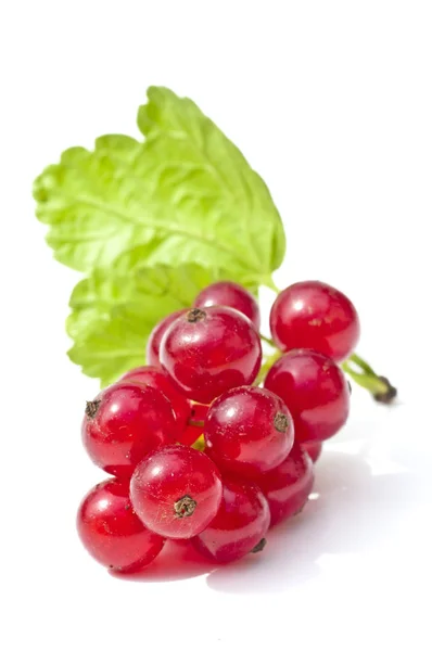 Nahaufnahme Von Frischen Rohen Roten Johannisbeeren — Stockfoto