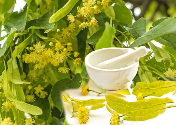 Lime Tree Blossom Shot — Stock Photo, Image