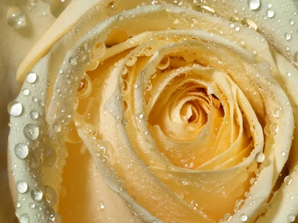 Крупним Планом Квітка Свіжої Троянди Фоні — стокове фото