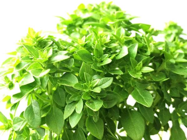 Aromatik Fesleğen Yaprağı Taze Yeşil Close — Stok fotoğraf