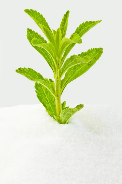 Stevia Rebaudiana Травяная Поддержка Сахара — стоковое фото