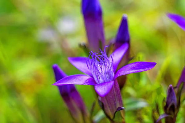 Красивые Фиолетовые Gentianella Germanica Цветы Растущие Лугу — стоковое фото