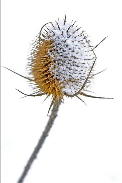 Close Foto Van Bevroren Teasel Sneeuw Buiten — Stockfoto