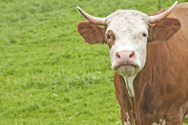 Vaca Pastando Pasto Verde Dia Ensolarado — Fotografia de Stock