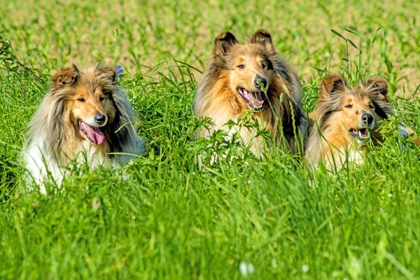 Collie Honden Close Shot — Stockfoto