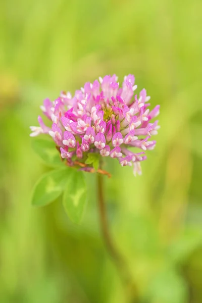 Jetel Luční Léčivá Rostlina Trifolium Pratense — Stock fotografie