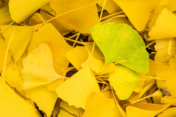 Close Van Verse Ginkgo Biloba Verlaat Achtergrond — Stockfoto