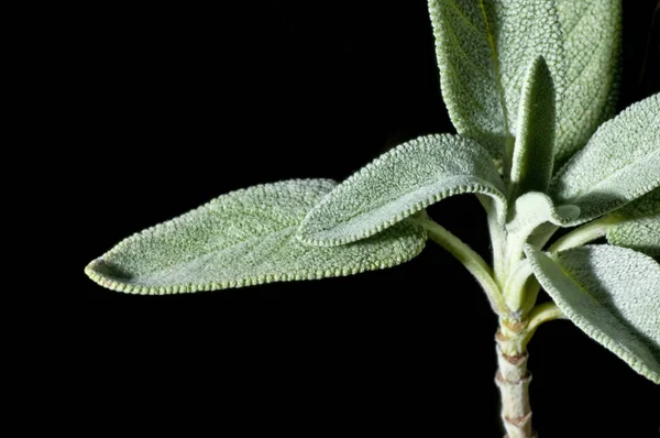 Planta Sálvia Verde Fundo Preto Close — Fotografia de Stock