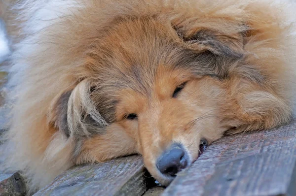 Testa Britannico Collie Dog Primo Piano Colpo — Foto Stock