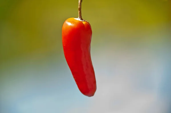 Närbild Kryddig Röd Chilipeppar Suddig Bakgrund — Stockfoto