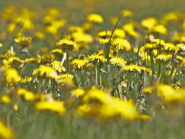 Çayır sarı karahindiba çiçekli