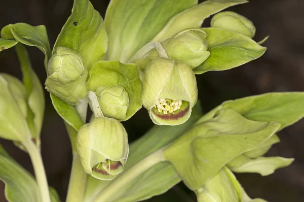 Zbliżenie Piękne Kwiaty Blooming Ciemnym Tle — Zdjęcie stockowe