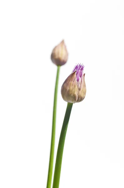 Όμορφα Λουλούδια Είδος Κρεμμυδιού Κοντινό Πλάνο — Φωτογραφία Αρχείου
