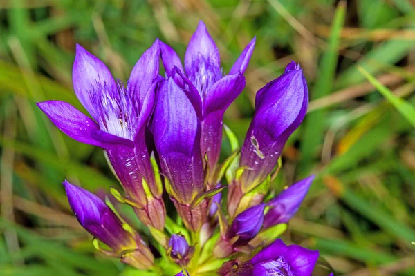 草原で花を美しい紫チャボリンドウ チャバネゴキブリ — ストック写真