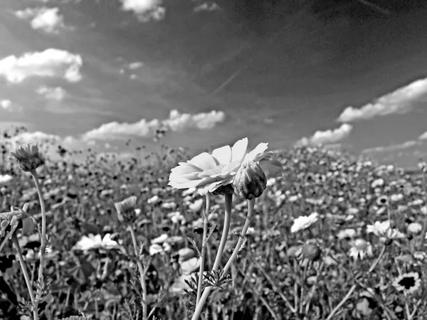 有许多春天的花朵 黑色和白色的草甸 — 图库照片