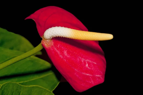 Primer Plano Hermosa Flor — Foto de Stock