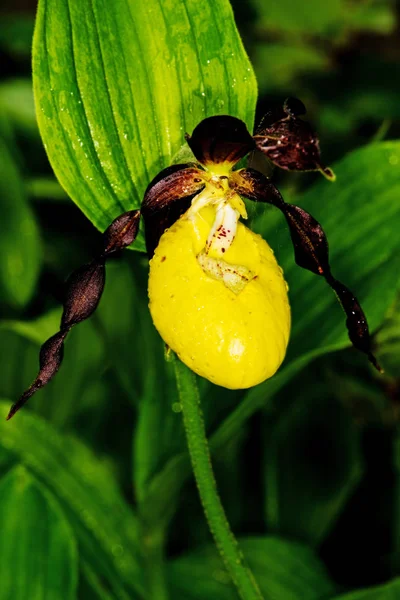 Gros Plan Floraison Belles Fleurs Orchidée Extérieur — Photo