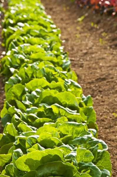 Salad Cultivation Field Close — Stock Photo, Image