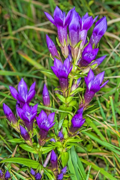Gyönyörű Lila Gentianella Germanica Virágok Növekszik Réten — Stock Fotó